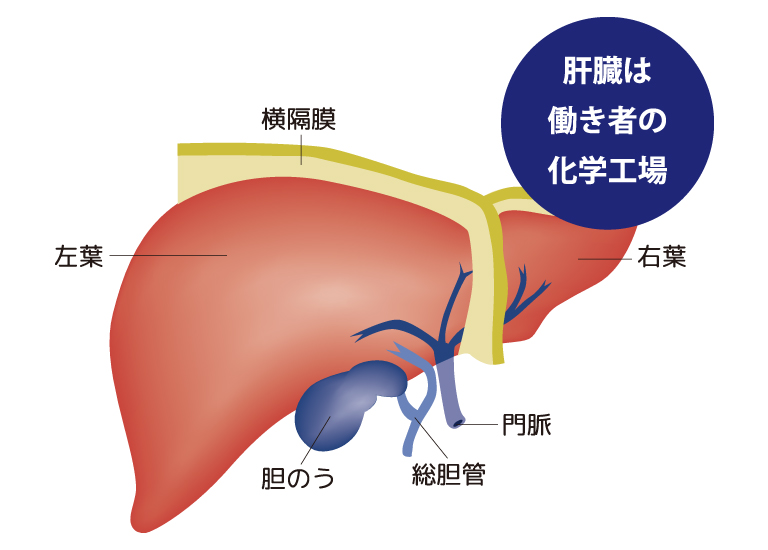 肝臓の構造