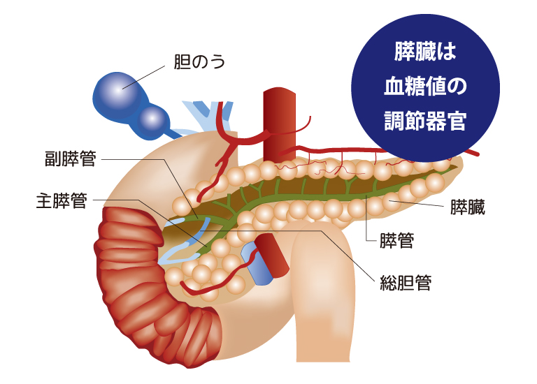 膵臓の構造